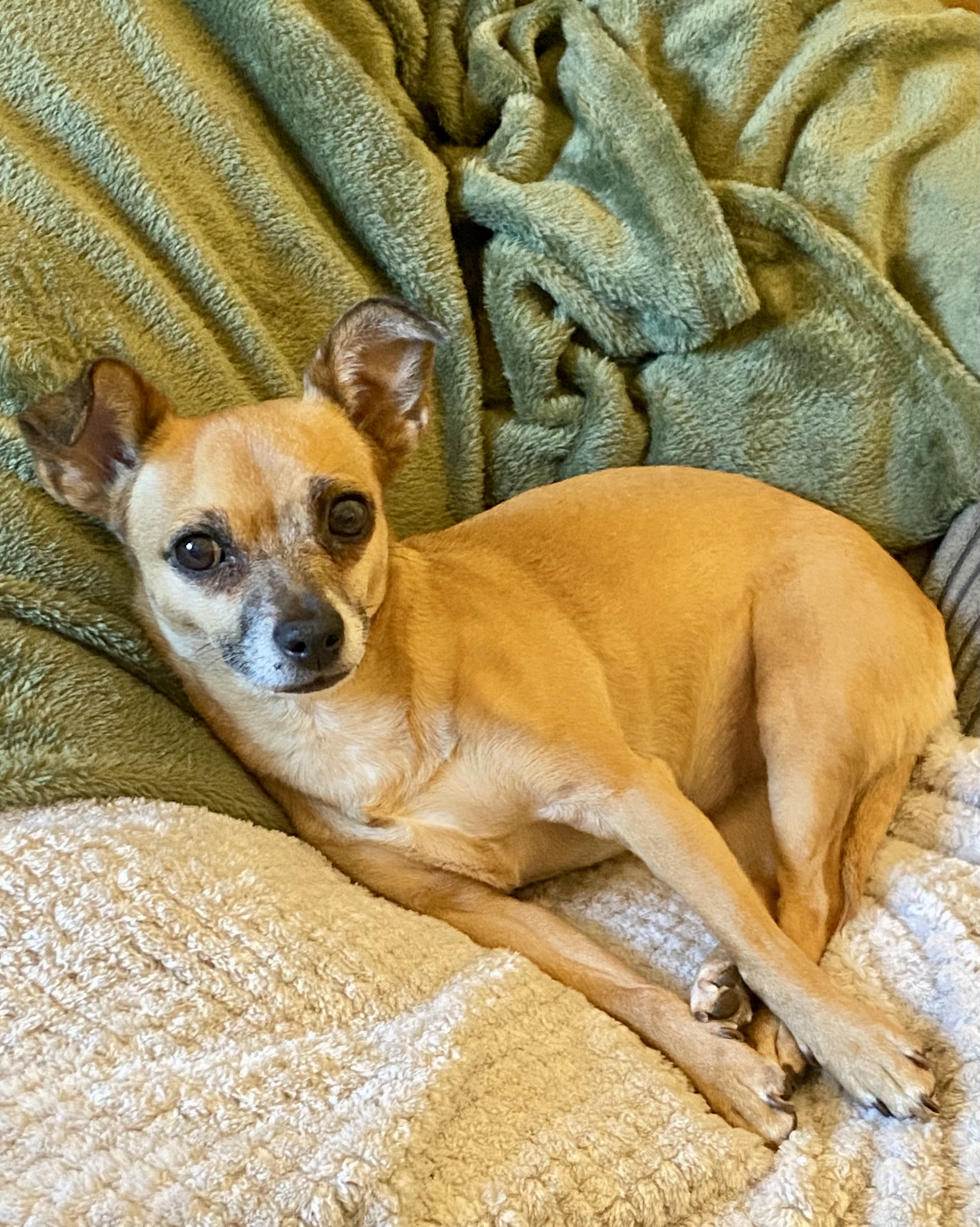 Rosie at my feet